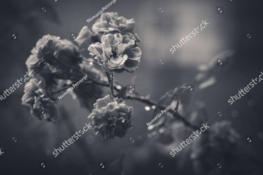 Calm natural light suggesting relief after reprocessing a memory